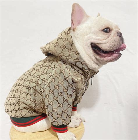 gucci dog accessories.